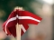 Uzņēmumi atšķirīgi apliecina savu patriotismu un piederību Latvijai